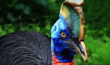 `உலகின் ஆபத்தான பறவை இனம்' -  மனிதர்களை  ஒரே மிதியில்  வீழ்த்திவிடுமா?!