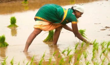 தமிழ்நாடு அரசின் புதிய உத்தரவால் பயிர்க்கடன் மறுப்பா? விவசாயிகள் புகாரும் அமைச்சர் பதிலும்