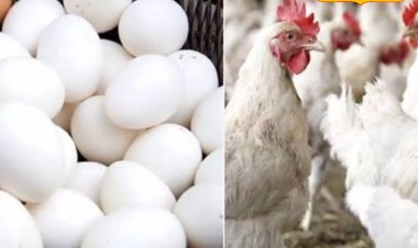 உலகில் முட்டையை அதிகம் உற்பத்தி செய்யும் நாடு எது தெரியுமா? இந்தியாவுக்கு எந்த இடம்?