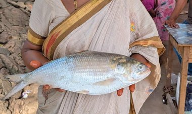 புதுச்சேரியில் ரூ.18,000-க்கு விற்ற புலாசா மீன்!