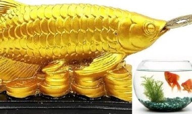 மீன் தொட்டி வாஸ்து.. அரோவானா மீனின் அவசியம்.. வீட்டில் அதிர்ஷ்டம், பணம் கொட்ட உதவும் பெஸ்ட் டிப்ஸ்