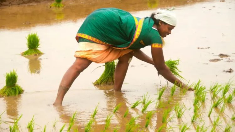 தமிழ்நாடு அரசின் புதிய உத்தரவால் பயிர்க்கடன் மறுப்பா? விவசாயிகள் புகாரும் அமைச்சர் பதிலும்