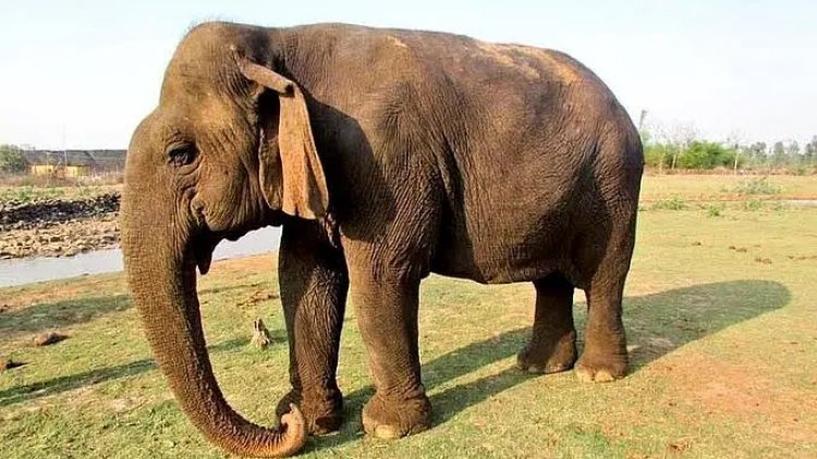 வத்சலா: 100 வயதைக் கடந்த ஆசியாவின் மூத்த யானை; முழு மரியாதையுடன் தகனம்.. நெகிழவைக்கும் கதை!