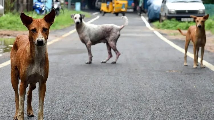139 தெருநாய்களுக்குக் கருத்தடை செய்ய ரூ.20 கோடியா?'' - அதிமுக குற்றச்சாட்டுக்கு தமிழக அரசு பதில்