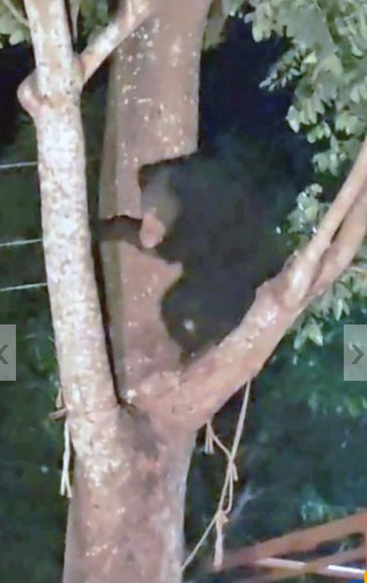 குன்னூரில் நாய்கள் விரட்டியதால் மரத்தில் ஏறிய கரடி - தூக்கம் தொலைத்த கிராம மக்கள்