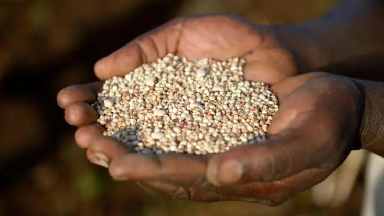 கொல்லிமலை பழங்குடிகளின் உணவுமுறையையே மாற்றிய காலநிலை மாற்றம் - ஆய்வில் தெரிய வந்த உண்மை