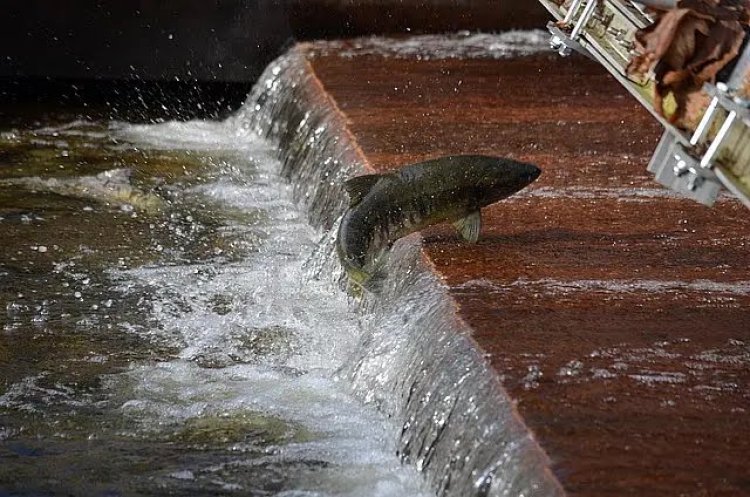 Salmon: ஒரு மீனின் பயணத்தில் இத்தனை எதிரிகளா? இது சாலமன்களின் கதை!