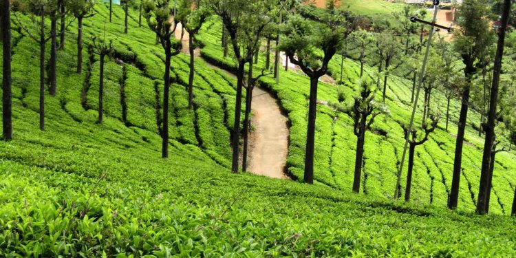 தேயிலை தொழிலாளர்களாக மாறும் டூரிஸ்ட்... மக்களின் ஆர்வத்தால் எஸ்டேட்டில் புது முயற்சி...