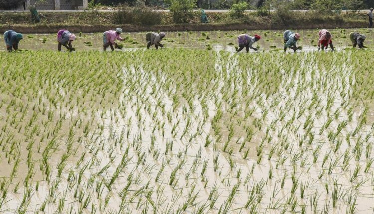 குத்தகை விவசாயிகளும் பயிர்க் காப்பீடு செய்யலாம்: தமிழக அரசு உத்தரவு சொல்வது என்ன?