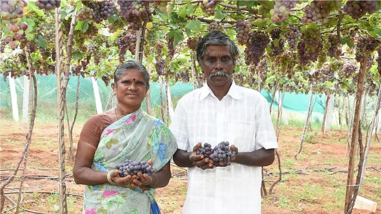2 ஏக்கர், ஆண்டுக்கு ரூ.8,00,000... திராட்சை சாகுபடியில் தித்திக்கும் லாபம்!