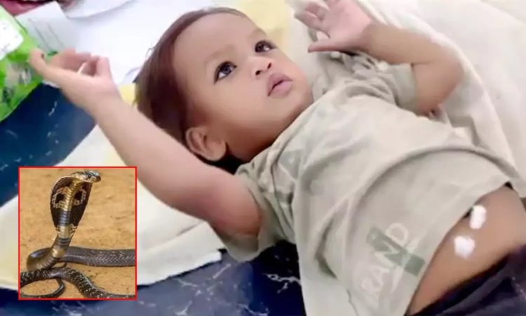 பொம்மை என நினைத்து பாம்பை பிடித்து கடித்த 1 வயது குழந்தை... அடுத்து நடந்த சம்பவம்..