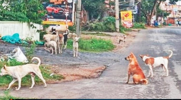 ஓசூரில் கடந்த 3 மாதங்களில் தெரு நாய்கள் கடித்து 446 பேர் பாதிப்பு!