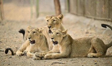 இந்தியாவில் ஆசிய சிங்கம் எண்ணிக்கை 891 ஆக உயர்வு