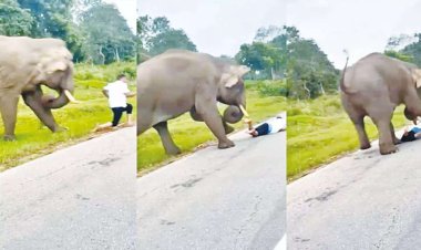 செல்போனில் படம் பிடித்தவரை துரத்தி சென்று தாக்கிய காட்டு யானை...