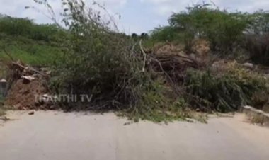 சீமை கருவேல மரங்களை அகற்றுவது தொடர்பான வழக்கு; அரசின் அறிக்கையை ஏற்க ஐகோர்ட்டு மறுப்பு