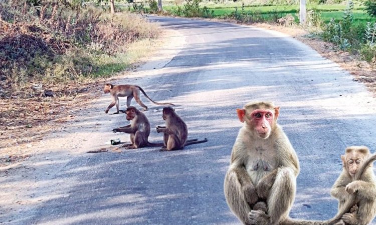 பள்ளிப்பட்டு விவசாய நிலங்கள், குடியிருப்பு பகுதிகளில் அட்டகாசம் செய்யும் குரங்குகளால் அவதி