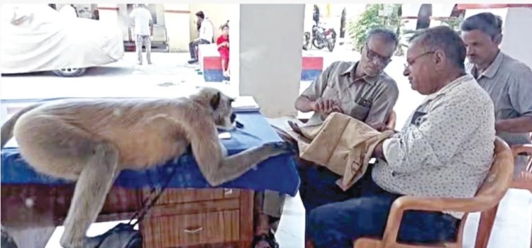 உ.பி.யில் காவல் நிலையத்தை காக்கும் லங்கூர் குரங்கு: ஆய்வாளர் மேசையில் அமர்ந்து பழங்களை உண்ணும் காட்சி வைரல்