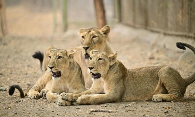 இந்தியாவில் ஆசிய சிங்கம் எண்ணிக்கை 891 ஆக உயர்வு